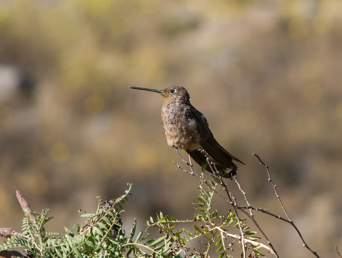 Giant Hummingbird - ML646608981