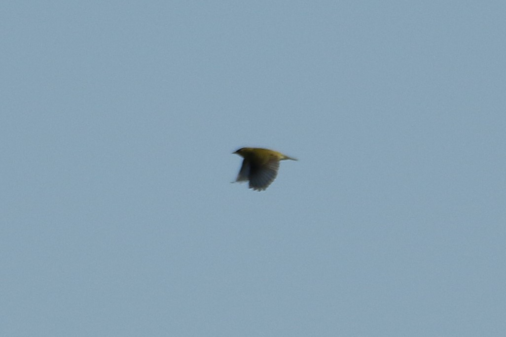 Tennessee Warbler - ML646608982