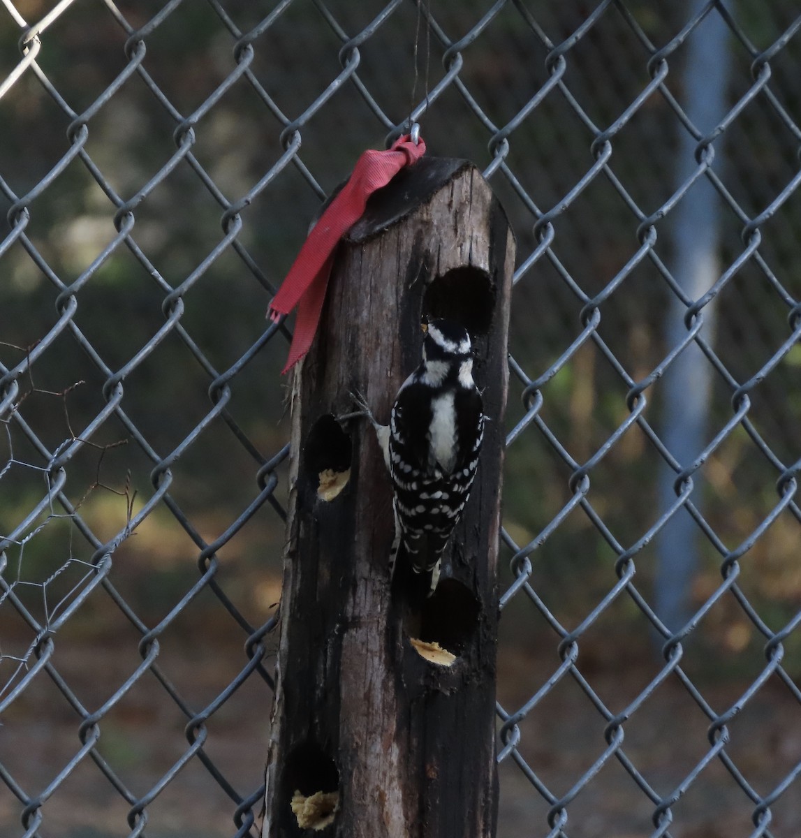 Dunenspecht - ML646608987