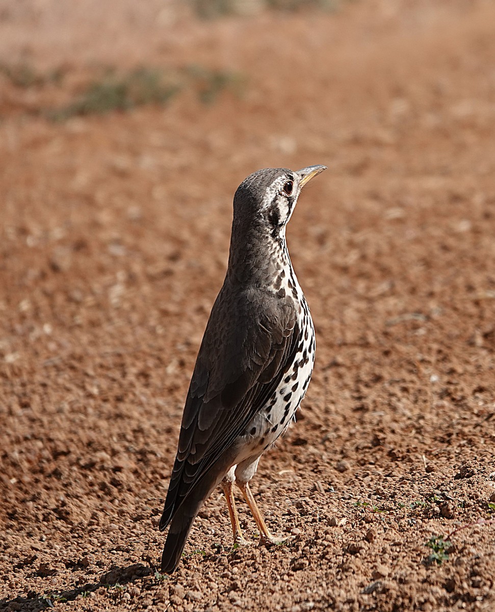 Groundscraper Thrush - ML646608988