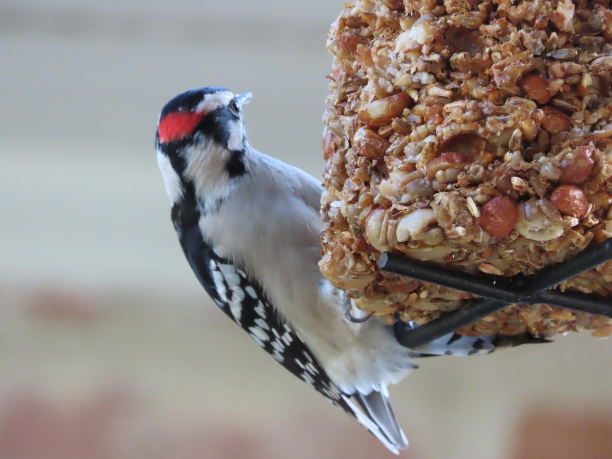 Dunenspecht - ML646608989