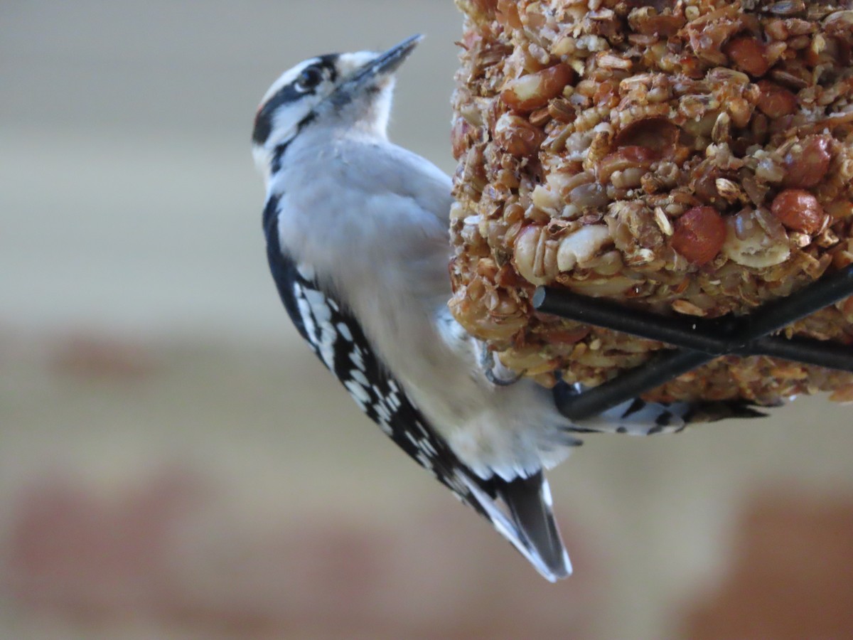 Dunenspecht - ML646608990