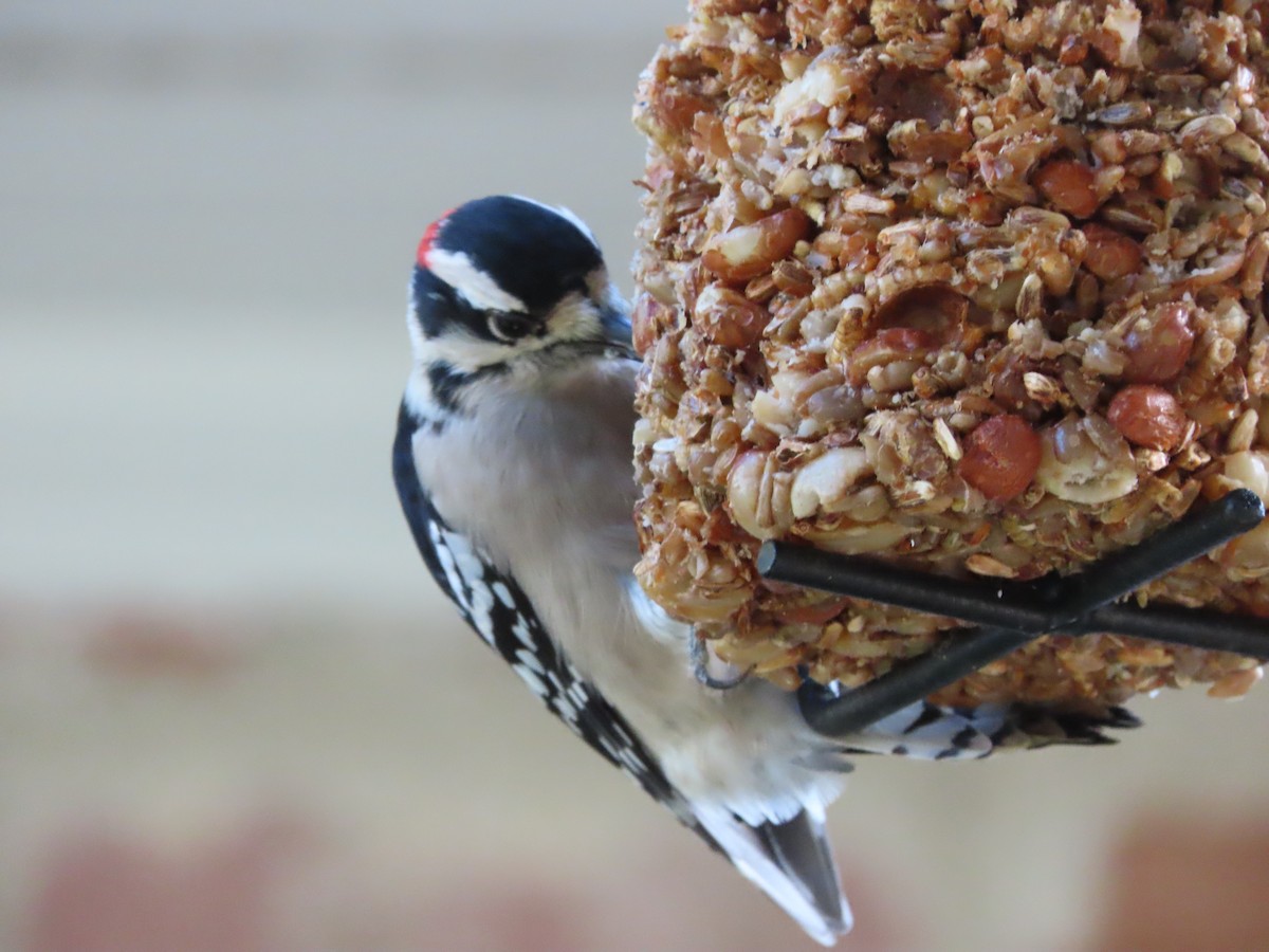 Dunenspecht - ML646608991