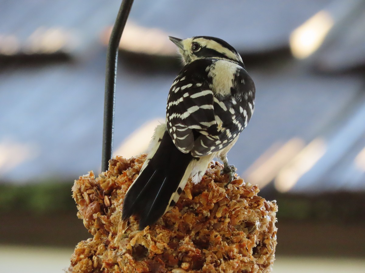 Dunenspecht - ML646608992