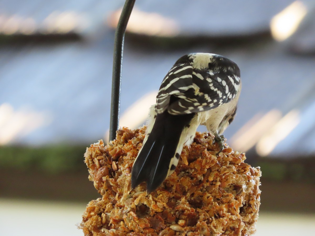 Dunenspecht - ML646608993