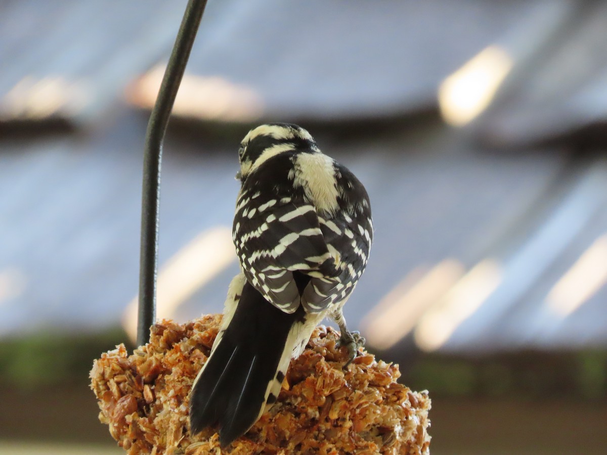 Dunenspecht - ML646608994