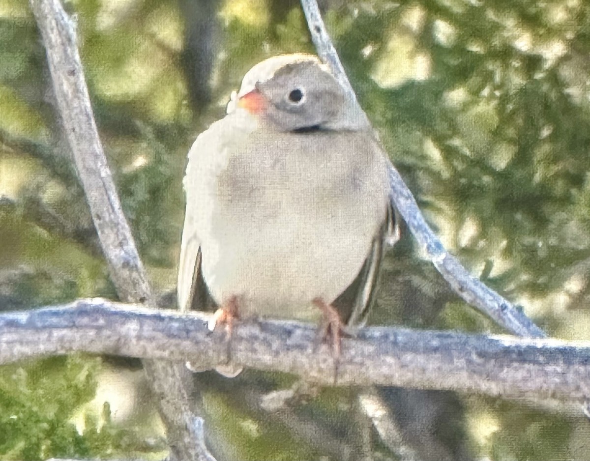 Field Sparrow - ML646608995