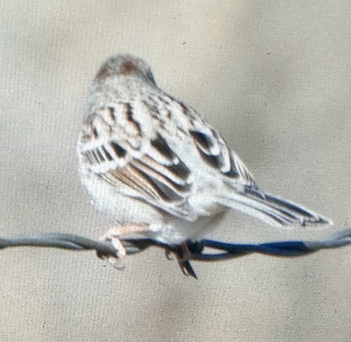 Field Sparrow - ML646608996