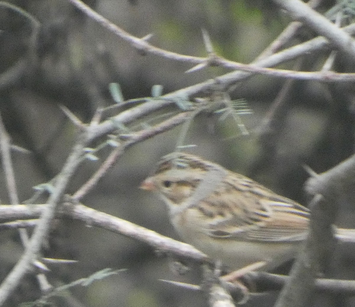 Clay-colored Sparrow - ML646608998
