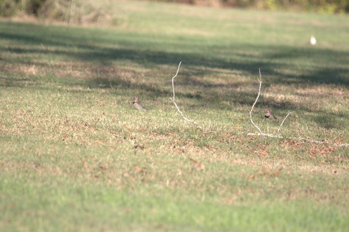 Altın Ağaçkakan (auratus/luteus) - ML646608999