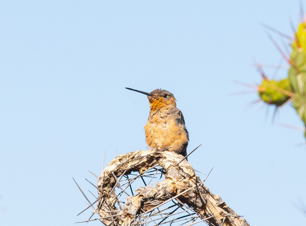 Giant Hummingbird - ML646609000