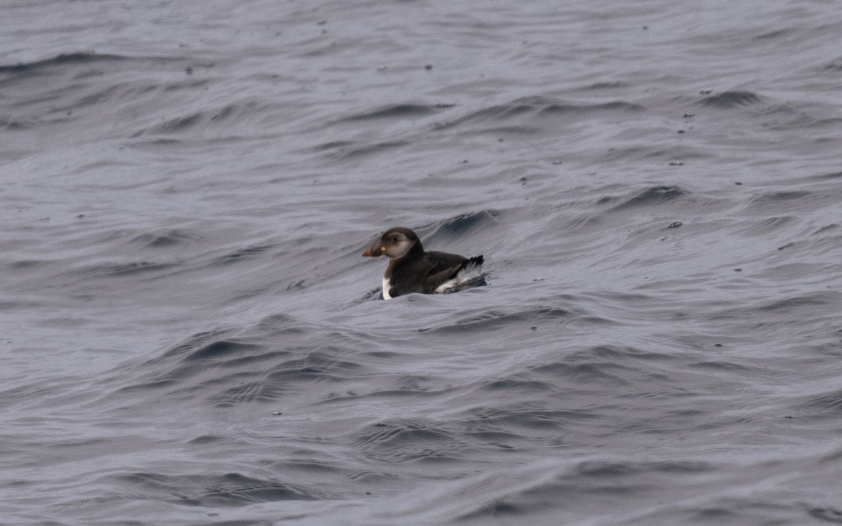 Atlantic Puffin - ML646609001