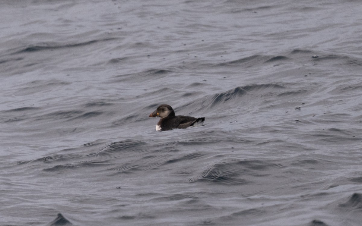 Atlantic Puffin - ML646609002