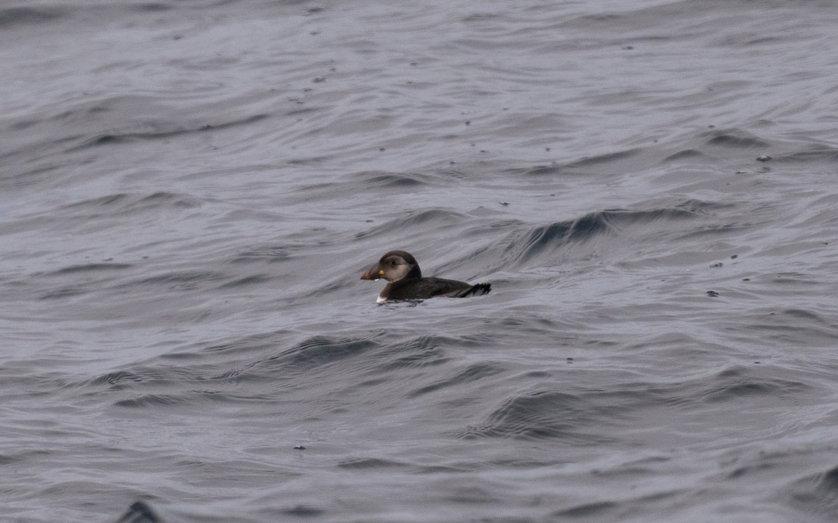 Atlantic Puffin - ML646609003