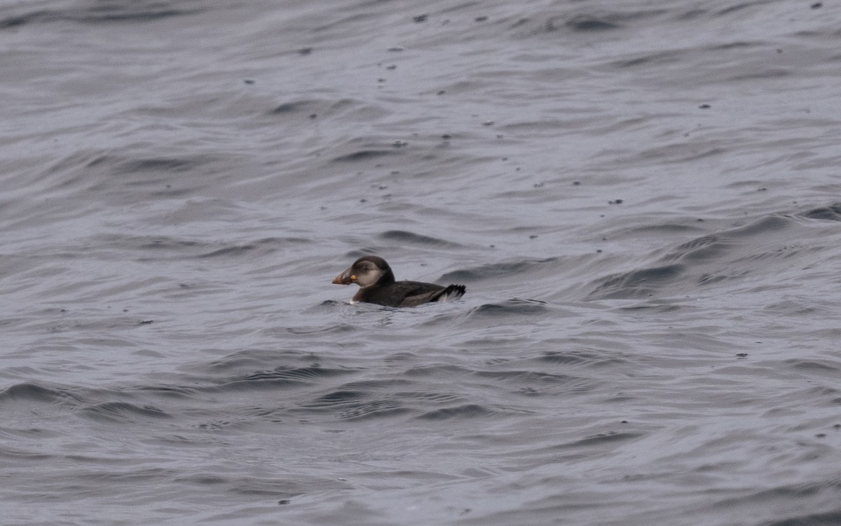 Atlantic Puffin - ML646609004