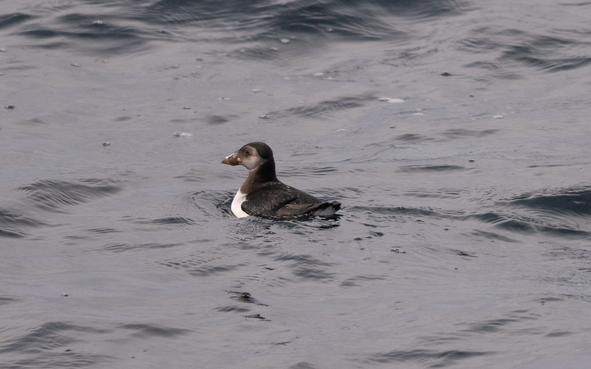 Atlantic Puffin - ML646609005