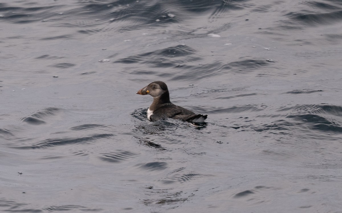 Atlantic Puffin - ML646609006