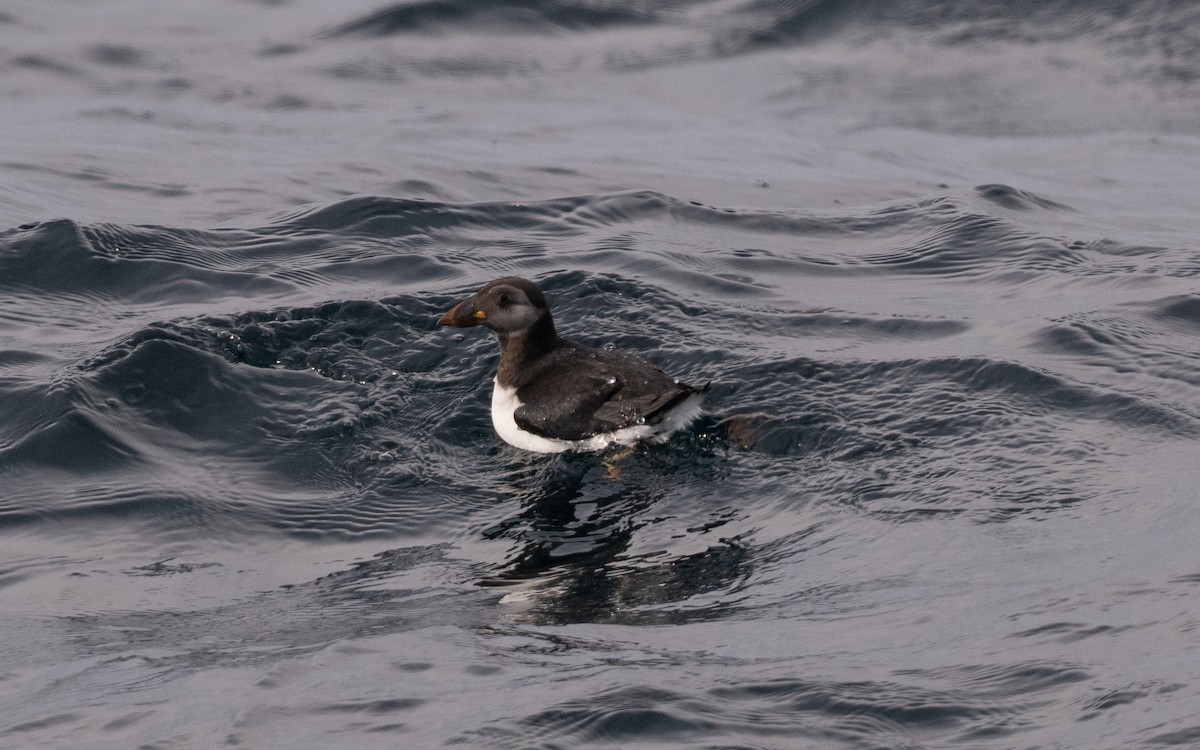Atlantic Puffin - ML646609007