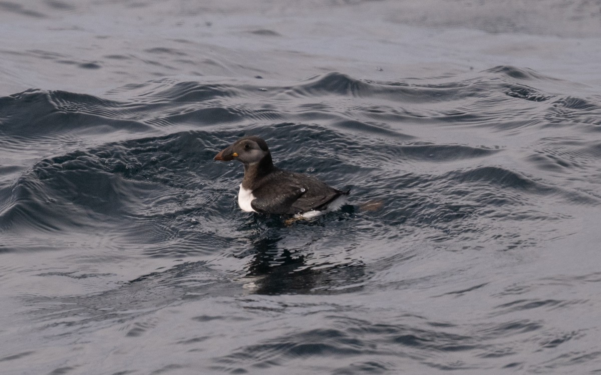 Atlantic Puffin - ML646609008