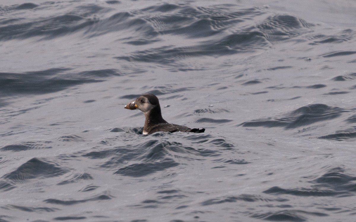 Atlantic Puffin - ML646609009