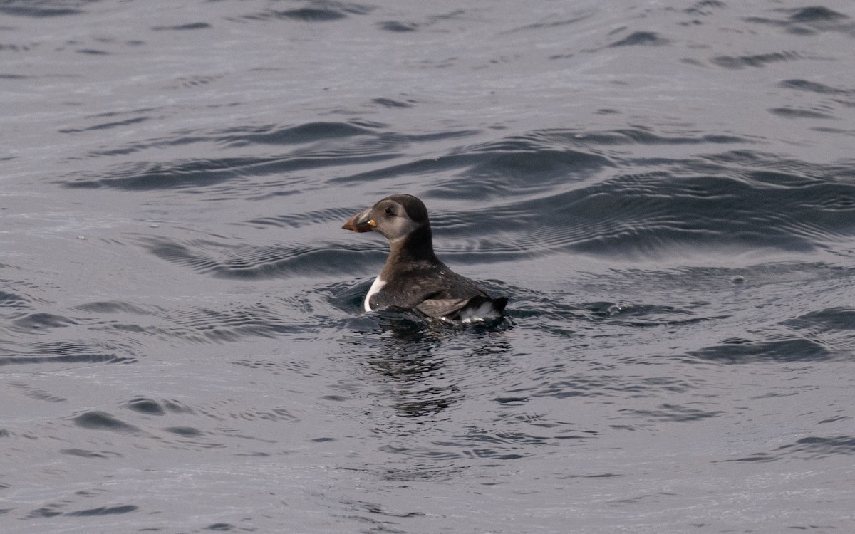 Atlantic Puffin - ML646609010