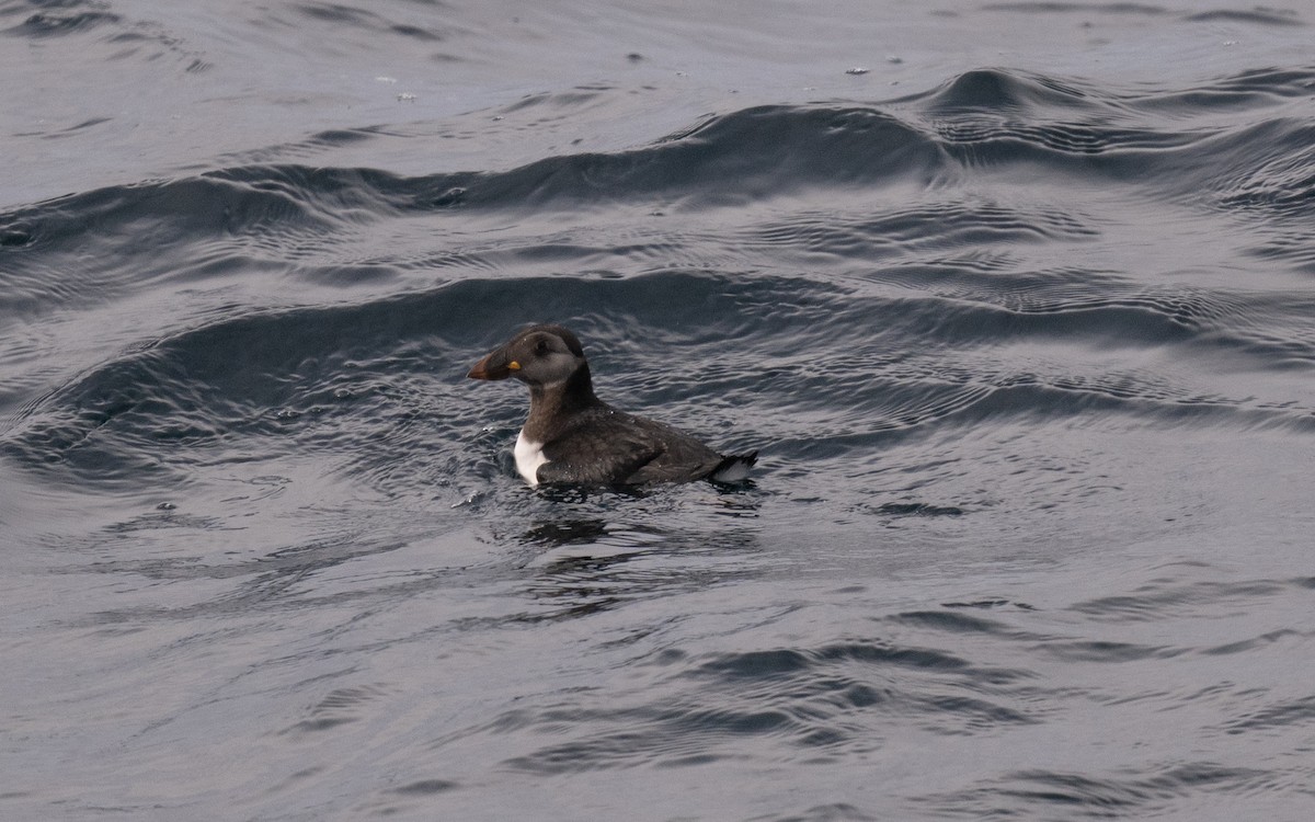 Atlantic Puffin - ML646609011