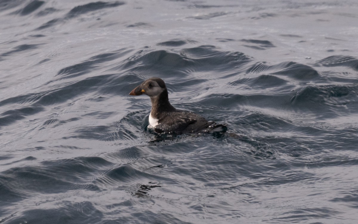 Atlantic Puffin - ML646609012