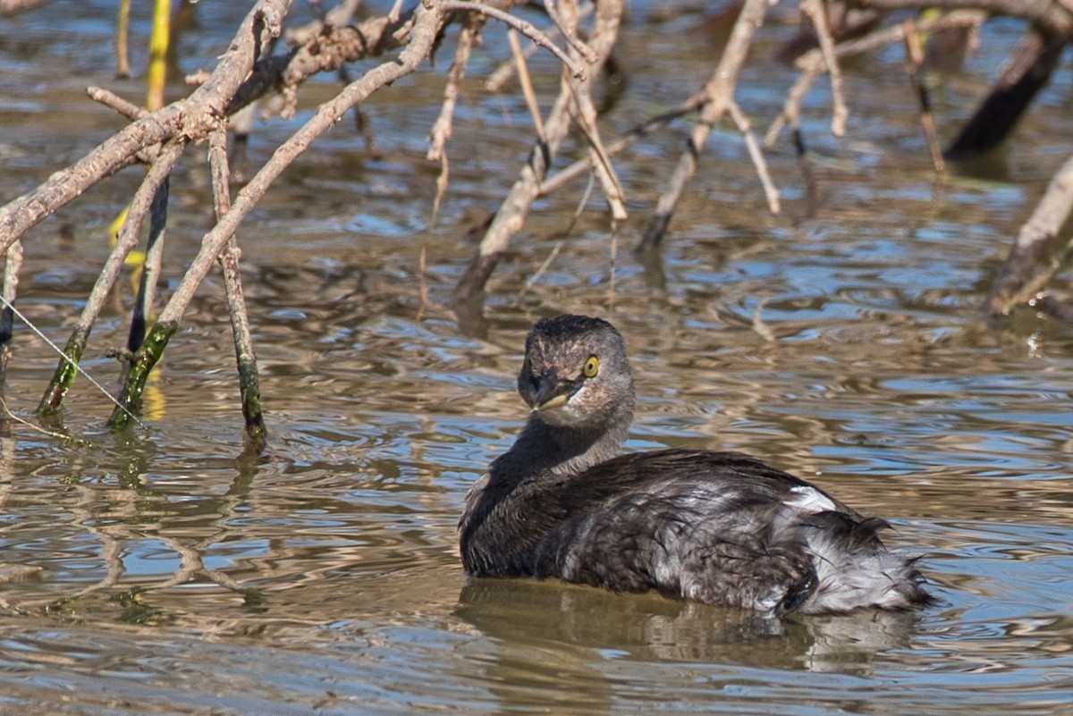 Least Grebe - ML646609015