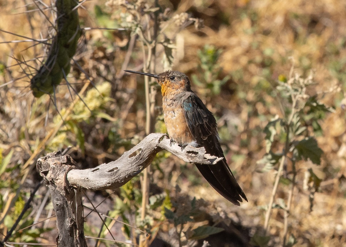 Giant Hummingbird - ML646609016