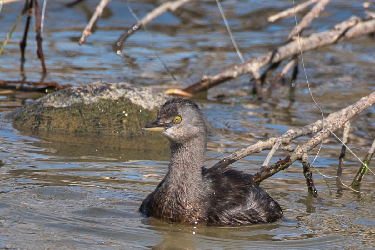 Least Grebe - ML646609019