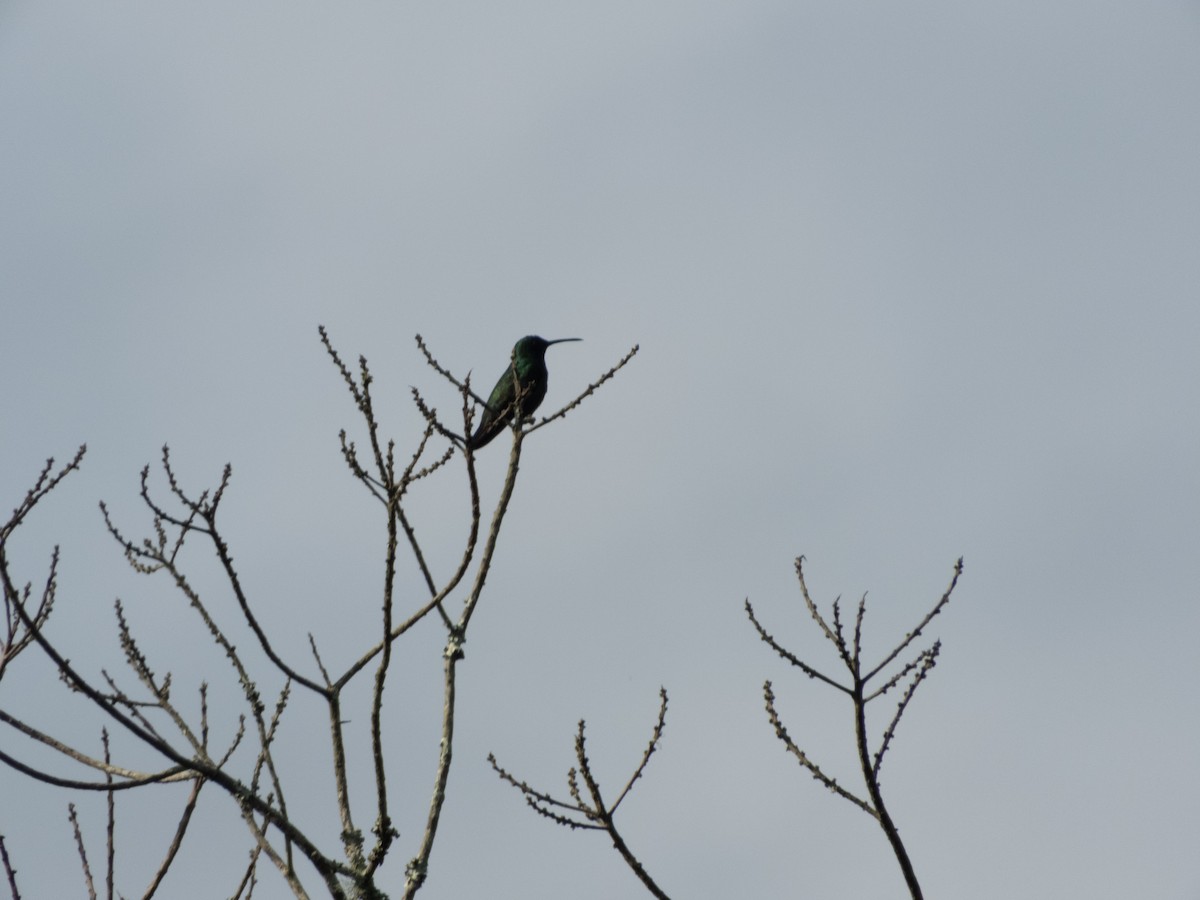 Black-throated Mango - ML646609020