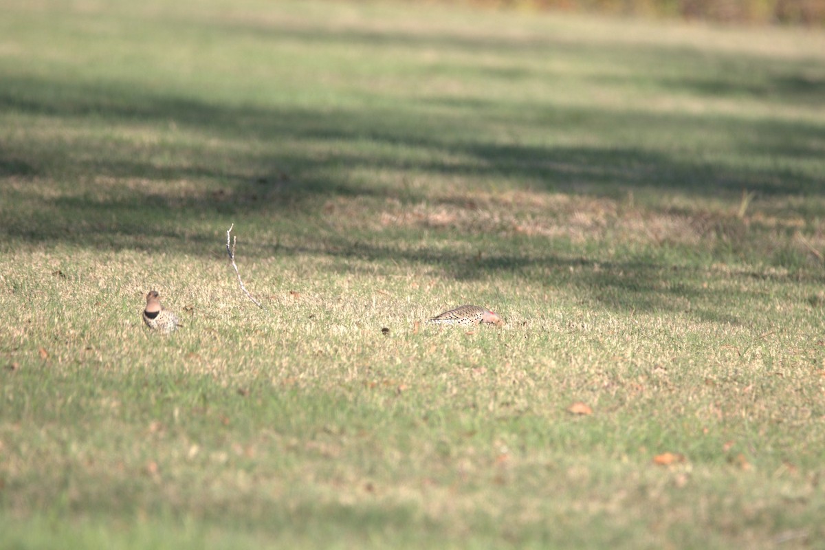 Altın Ağaçkakan (auratus/luteus) - ML646609021