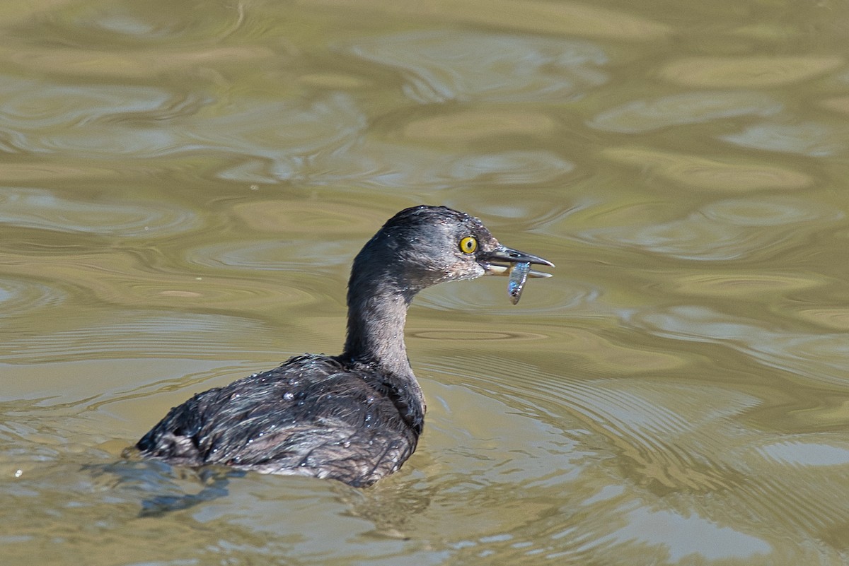 Least Grebe - ML646609023