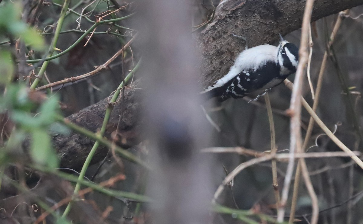 Dunenspecht (pubescens/medianus) - ML646609025