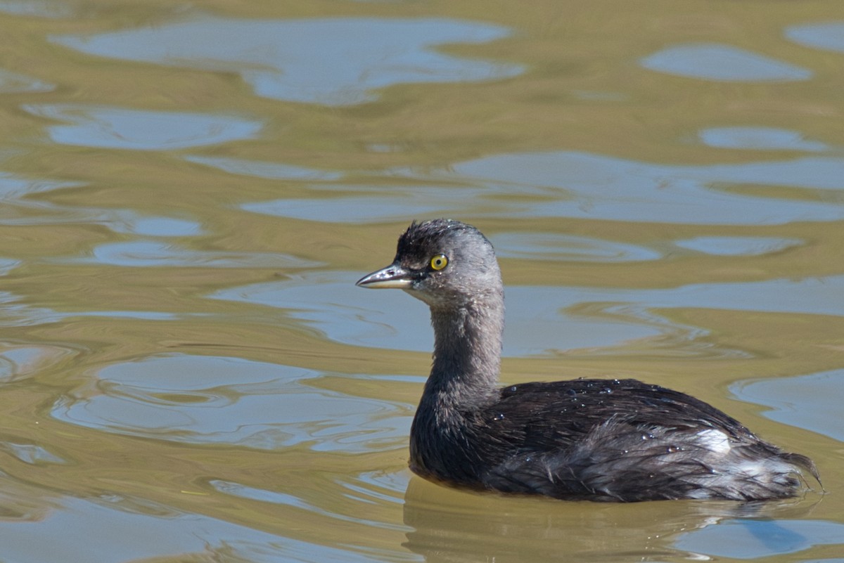 Least Grebe - ML646609026