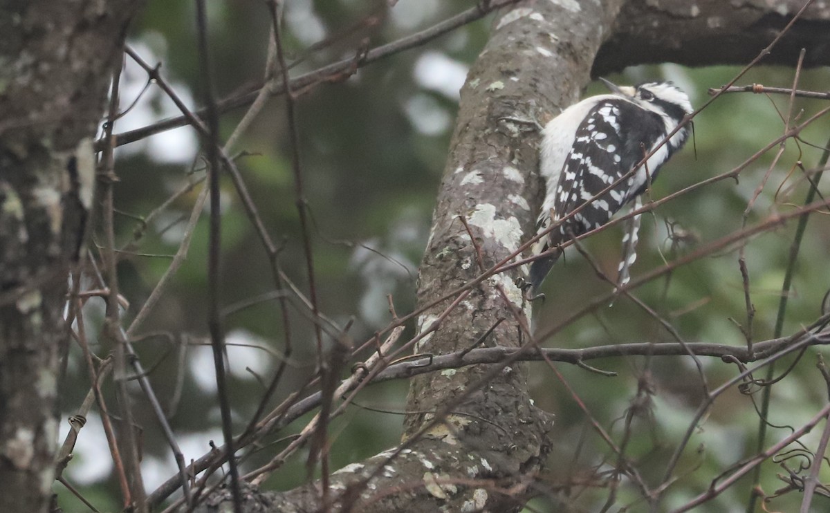 Dunenspecht (pubescens/medianus) - ML646609027