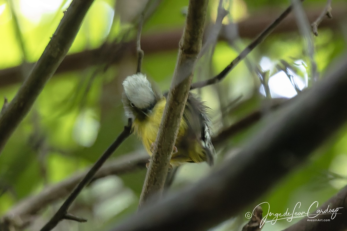 Снежношапочный манакин - ML646609029