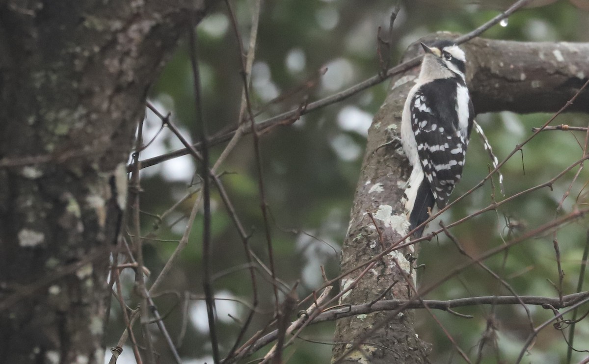 Dunenspecht (pubescens/medianus) - ML646609031