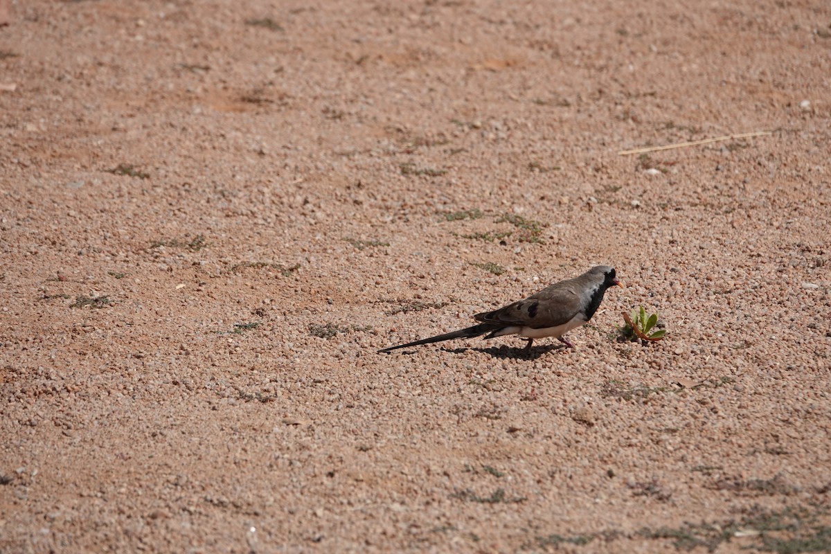 תורית זנבנית - ML646609032
