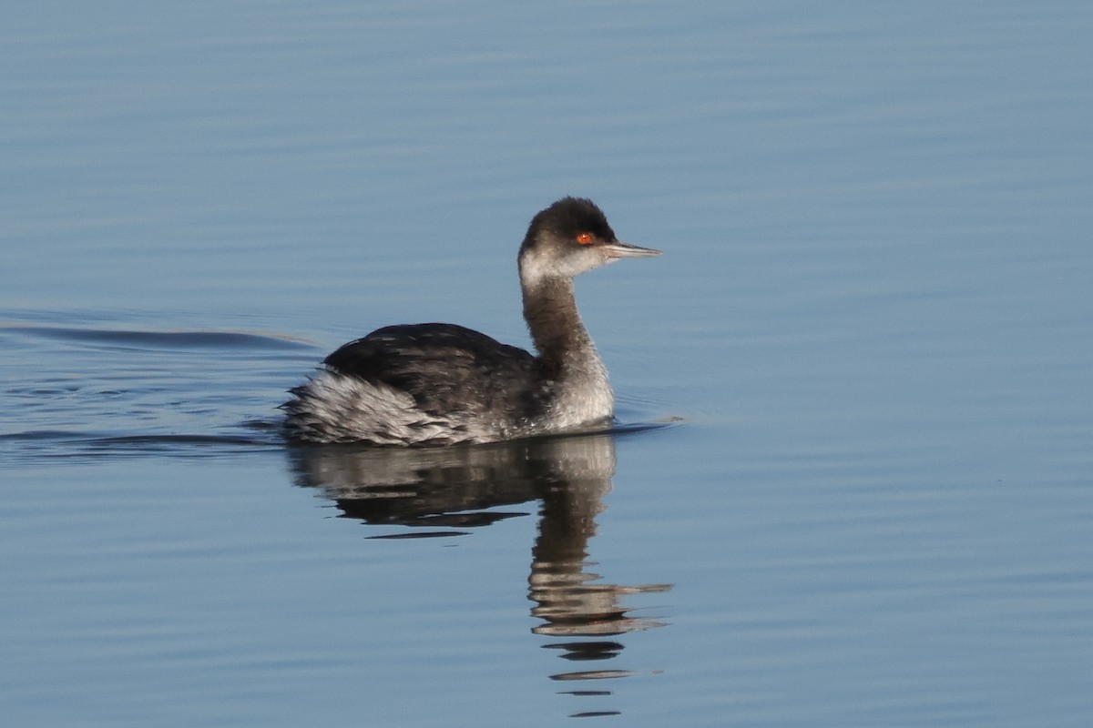 Grèbe à cou noir - ML646609033