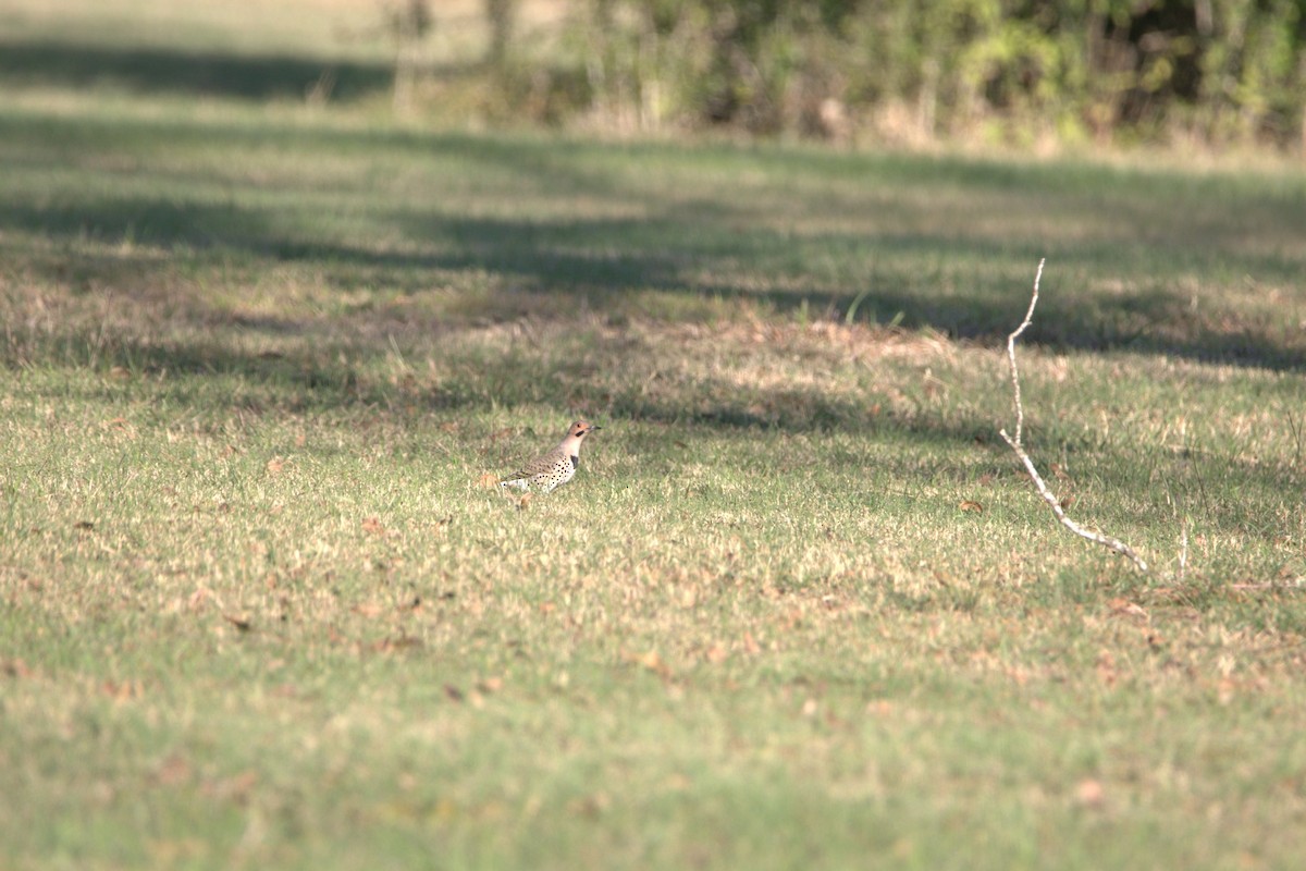 Altın Ağaçkakan (auratus/luteus) - ML646609046