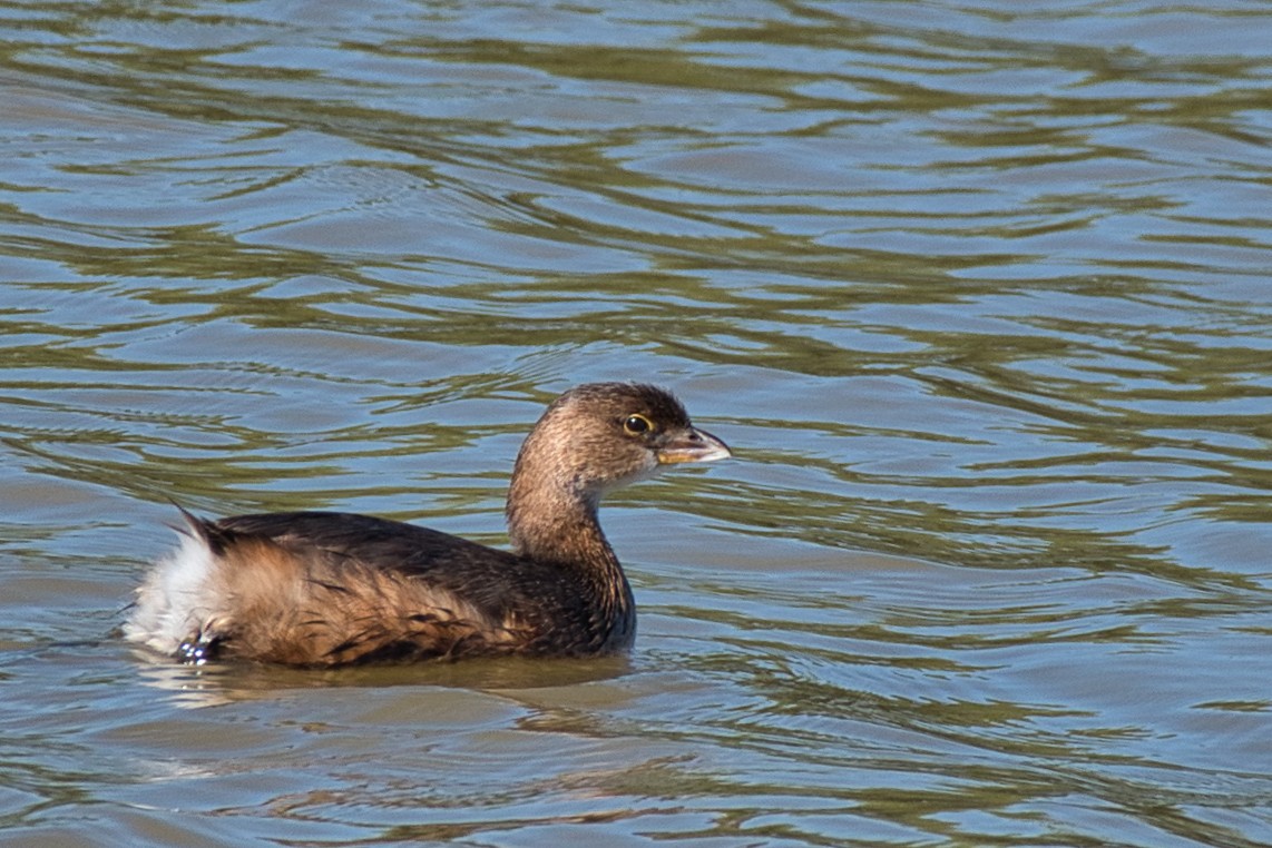 טבלן עקוד-מקור - ML646609047