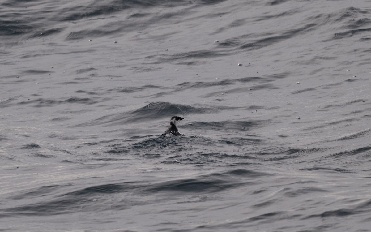 alkoun malý - ML646609050