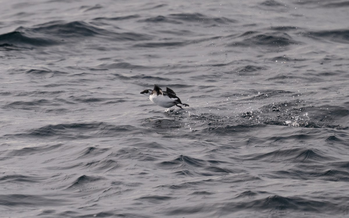 alkoun malý - ML646609051