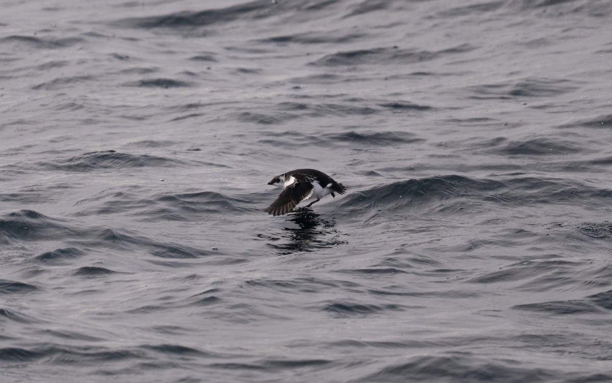 alkoun malý - ML646609052