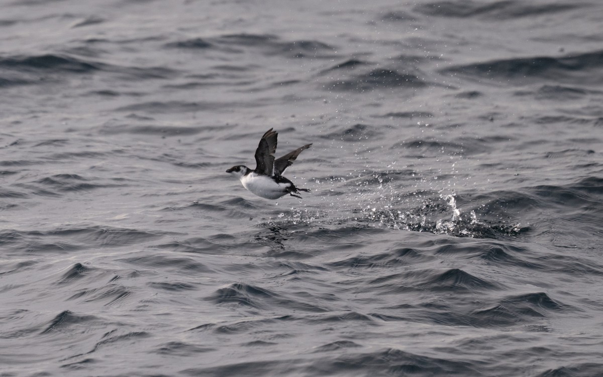 alkoun malý - ML646609053