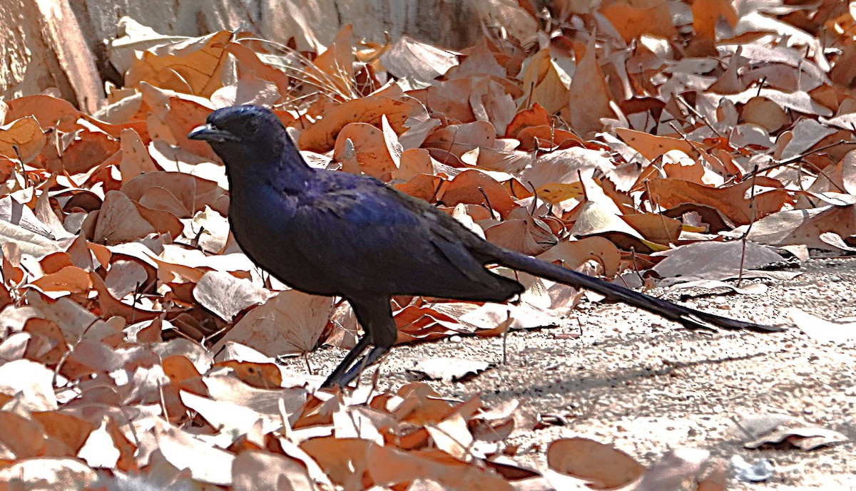 Meves's Starling - ML646609058