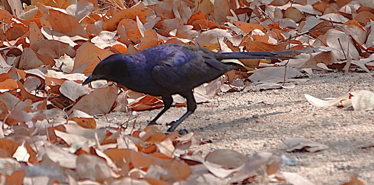 Meves's Starling - ML646609059