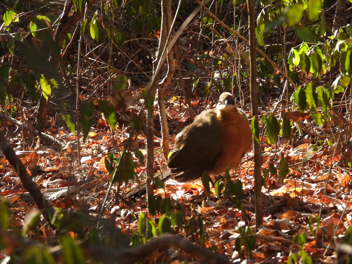 Coquerel's Coua - ML646609063