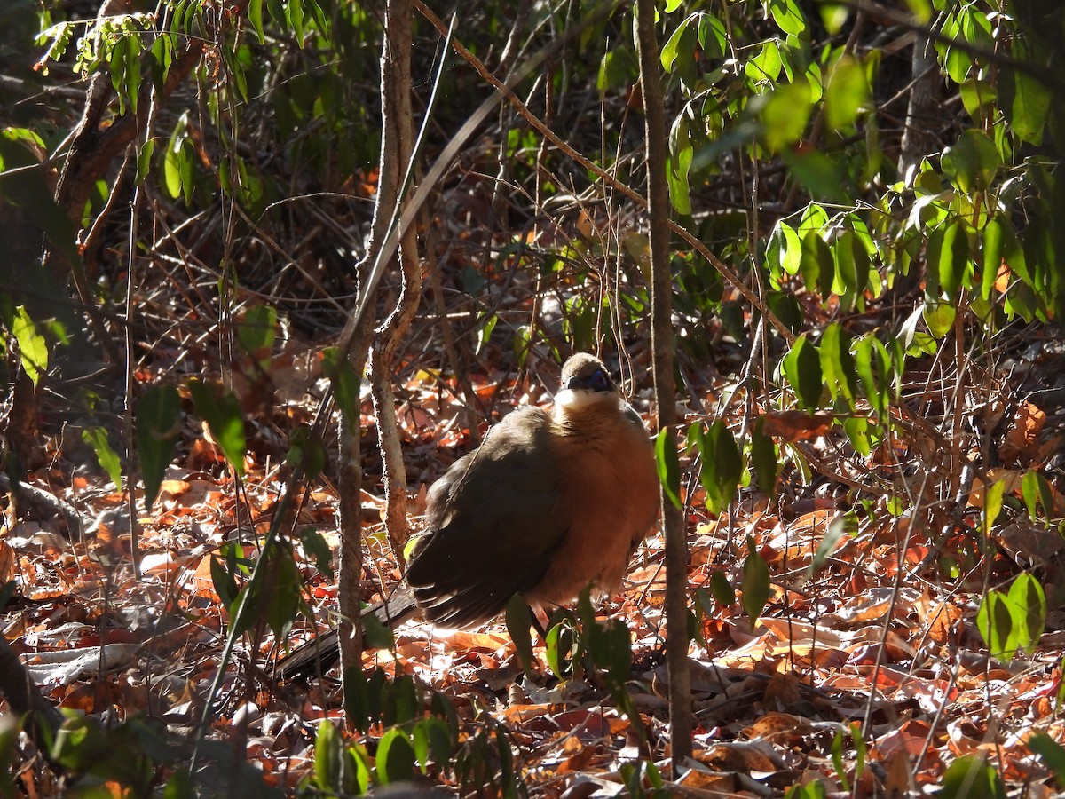 Coquerel's Coua - ML646609064